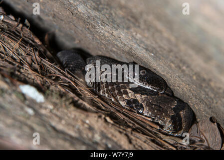 Timber rattlesnake (Crotalus horridus) black morph, Northern Georgia, USA, July. Captive, occurs in USA. Stock Photo