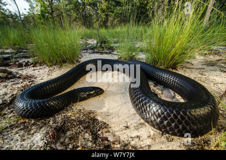 Eastern indigo snake (Drymarchon couperi) Orianne Indigo Snake Preserve, Telfair County, Georgia, USA, July. Captive, endemic to the southeastern United States. Stock Photo