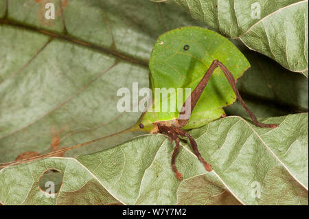Leaf katydid (Typophyllum sp) Yasuni National Park, Amazon Rainforest, Ecuador.  South America.