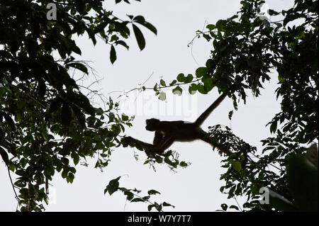 White-bellied spider monkey (Ateles belzebuth) climbing from tree to tree, Yasuni National Park, Amazon Rainforest, Ecuador.  South America. Stock Photo
