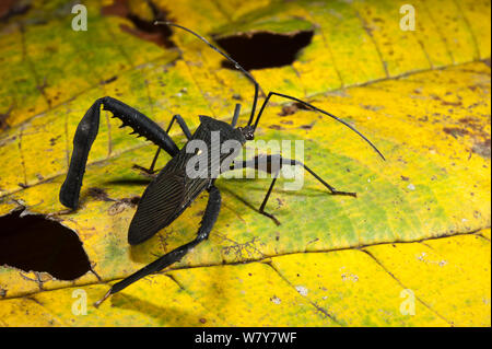 Leaf-footed Bug (Coreidae) Yasuni National Park, Amazon Rainforest, Ecuador.  South America Stock Photo