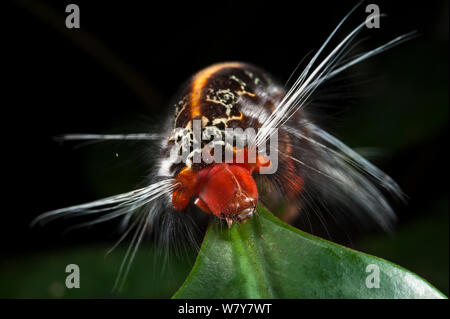 Moth caterpillar, Yasuni National Park, Amazon, Ecuador Stock Photo - Alamy