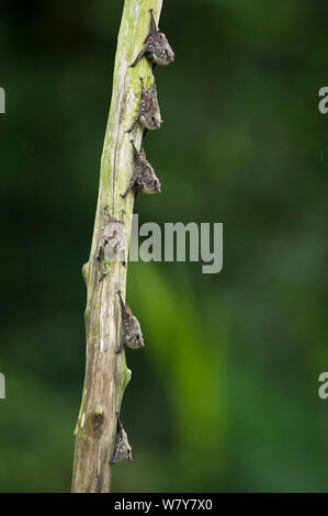 Long-nosed Bats (Rhynchonycteris naso) roosting, Yasuni National Park, Amazon Rainforest, Ecuador, South America. Stock Photo