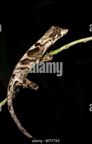 Wagler&#39;s anole (Anolis nitens scypheus) Yasuni National Park, Amazon Rainforest, Ecuador, South America. Stock Photo