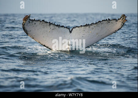 Humpback whale (Megaptera novaeangliae) fluke above surface, Eastern Cape, South Africa Stock Photo