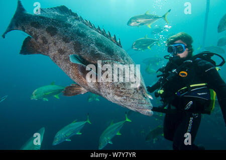 Potato cod (Epinephelus tukula) investigating diver with Blacktip Trevally (Caranx heberi) in background, on baited shark dive. Umkomaas. KwaZulu Natal, South Africa. Stock Photo