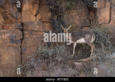 Mountain reedbuck (Redunca fulvorufula) on private game ranch. Great Karoo, South Africa Stock Photo