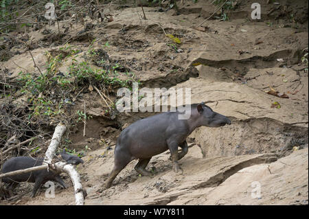 Brazilian tapir (Tapirus terrestris) mother and baby on bank of Tiputini River. Yasuni National Park, Amazon Rainforest, Ecuador, South America. Stock Photo