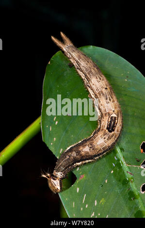 Giant Owl Butterfly Caterpillar (Caligo memnon) with eggs laid on neck area by parasitic wasp. Yasuni National Park, Amazon Rainforest, Ecuador, South America. Stock Photo