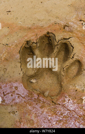 Jaguar (Panthera onca) footprints. Yasuni National Park, Amazon Rainforest, Ecuador, South America. Stock Photo