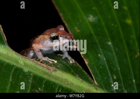Kichwa robber frog (Pristimantis kichwarum) Yasuni National Park, Amazon Rainforest, Ecuador, South America Stock Photo