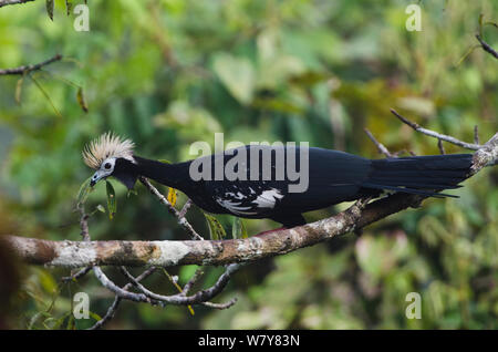 Blue-throated piping guan (Pipile cumanensis) Yasuni National Park, Amazon Rainforest, Ecuador, South America. Stock Photo