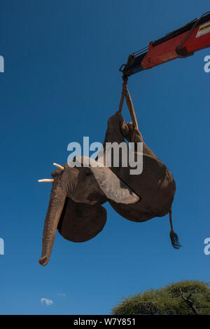 Crane lifting tranquillised Elephant (Loxodonta africana) onto truck. The Elephants had been darted from a helicopter in order to be returned to the reserve they had escaped from. Zimbabwe, November 2013. Stock Photo