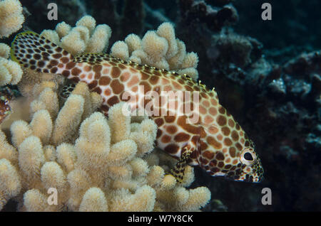 Honeycomb grouper (Epinephelus merra) Rainbow Reef, Fiji, South Pacific. Stock Photo