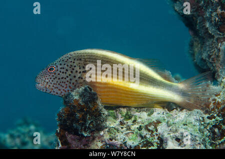 Freckled hawkfish (Paracirrhites forsteri) Rainbow Reef, Fiji, South Pacific. Stock Photo