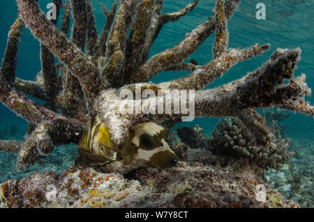 Blackspotted puffer (Arothron nigropunctatus) amongst coral, Rainbow Reef, Fiji, South Pacific. Stock Photo