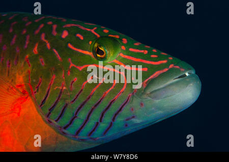Linedcheeked wrasse (Oxycheilinus digrammus) Rainbow Reef, Fiji, South Pacific. Stock Photo