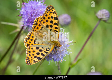 Lepidoptera Issoria lathonia (butterfly Queen of Spain fritillary / Schmetterling Kleiner Perlmutterfalter) Stock Photo