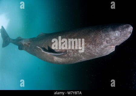 Greenland shark (Somniosus microcephalus) under ice, Lancaster Sound, Nunavut, northern Baffin Island, Canada, Arctic. Stock Photo