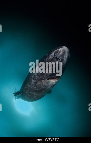 Greenland shark (Somniosus microcephalus) under ice, Lancaster Sound, Nunavut, northern Baffin Island, Canada, Arctic. Stock Photo