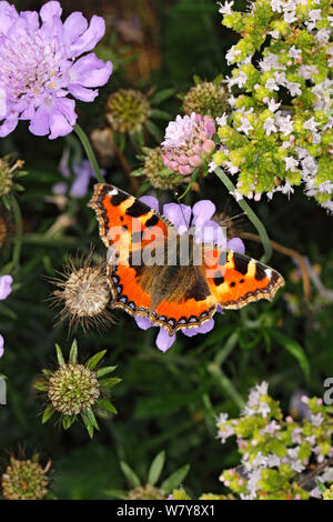 Small tortoiseshell butterfly (Aglais urticae) feeding on Scabious (Scabiosa sp) flower in garden. Cheshire, UK, September. Stock Photo