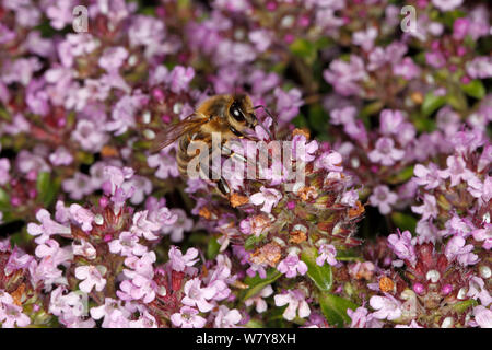 Honey bee (Apis mellifera) feeding on Thyme (Thymus sp) flowers in garden. Cheshire, UK, June. Stock Photo