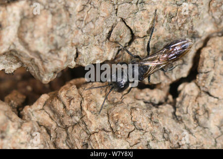 Aphid wasp / sphecid wasp (Pemphredon sp) returning to nest burrow in the dead wood of oak tree base, Gloucestershire, UK, October. Stock Photo