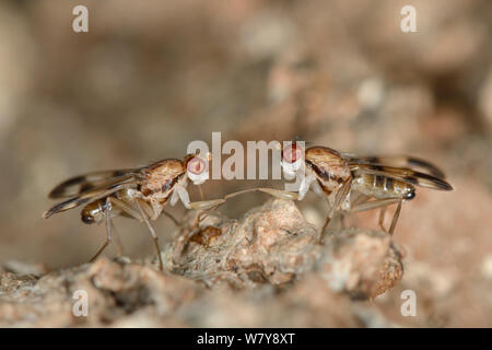 Druid flies (Paraclusia tigrina), rare flies of ancient woodlands, two males competing to mate with a female on bark of an oak tree, Gloucestershire, UK, October. Stock Photo