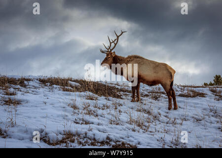 A bull elk raised his head for a moment in Yellowstone National Park Stock Photo