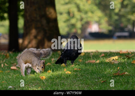Grey squirrel (Sciurus carolinensis) burying Peanut given to it by tourist in lawn, being watched by Carrion crow  (Corvus corone) who will then steal the cache later, St.James&#39;s Park, London, UK, September. Stock Photo