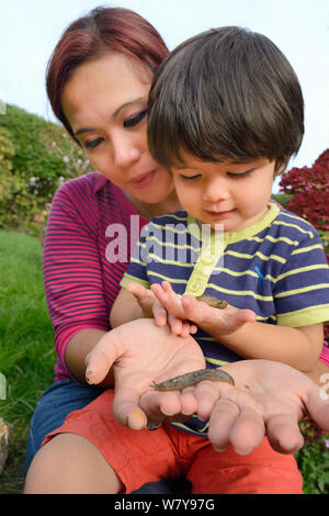 Young boy and mother holding Leopard / Great grey slugs (Limax maximus) found in garden, Bristol, UK, October 2014. Model released. Stock Photo