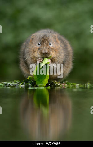 Water vole (Arvicola amphibius) feeding at edge of water, Kent, UK, December. Stock Photo