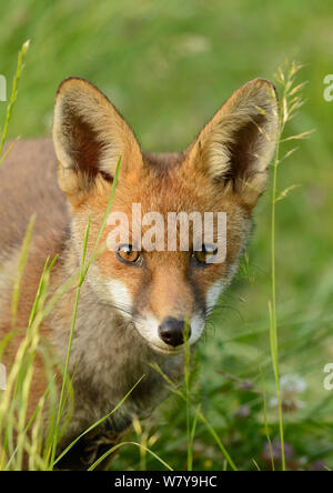 Young Red fox (Vulpes vulpes) portrait, Kent, UK, June. Stock Photo