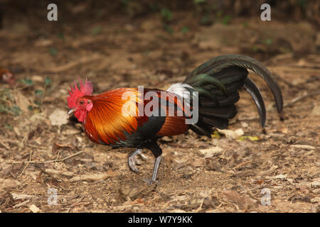 Red junglefowl (Gallus gallus) male, Thailand, February Stock Photo