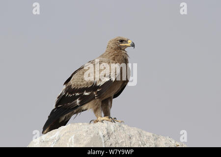 Steppe eagle (Aquila nipalensis) on rock, Oman, February Stock Photo