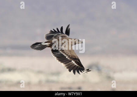 Steppe eagle (Aquila nipalensis) in flight, Oman, November Stock Photo