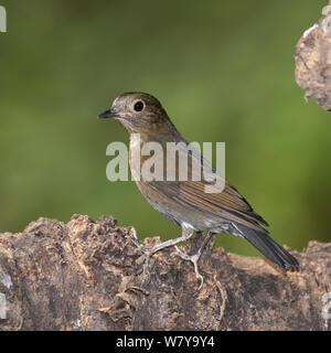 White tailed robin (Myiomela leucura) female perched, Thailand, February Stock Photo