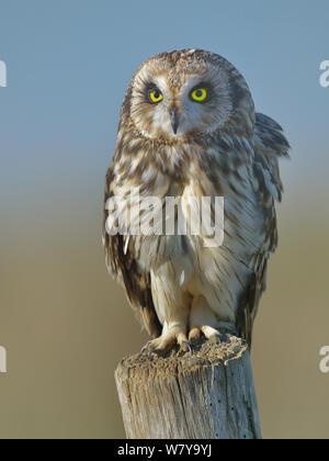 Long-eared owl (Asio flammeus) on pole.  Breton Marsh, France, October Stock Photo