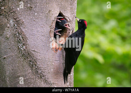 Black woodpecker (Dryocopus martius) female with chicks close to fledging calling from nest hole begging for food,  Rothenburg, Germany. May. Stock Photo
