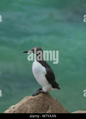 Guillemot (Uria aalge) on a rock, Great Saltee Islands, County Wexford, Republic of Ireland. May. Stock Photo