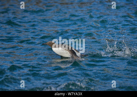 Guillemot (Uria aalge) taking off, Great Saltee, Great Saltee Islands, County Wexford, Republic of Ireland. May. Stock Photo