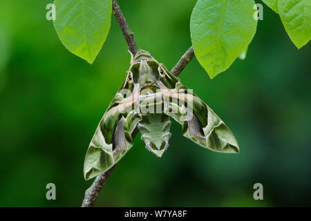 Oleander Hawkmoth (Daphnis nerii) resting, Southern Sicily, Italy. Stock Photo