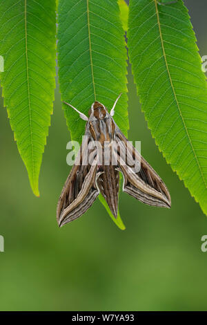 Silver-striped hawkmoth (Hippotion celerio) resting, Grand Canaria, Canary Islands, Spain. October. Stock Photo