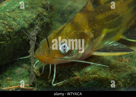 Catfish (Pelteobagrus fulvidraco) Guilin city, Guangxi province, China. November Stock Photo