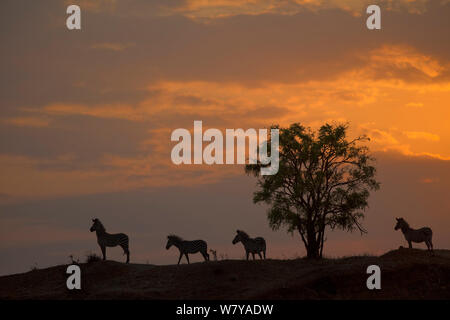 Plains Zebra (Equus quagga) silhouetted at sunrise, Mikumi National Park, Tanzania. Stock Photo