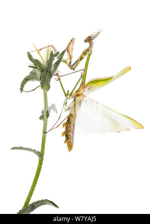 Stick-mimic mantis (Empusa fasciata) adult male, Netanya, Central Coastal Plain, Israel Meetyourneighbours.net project Stock Photo