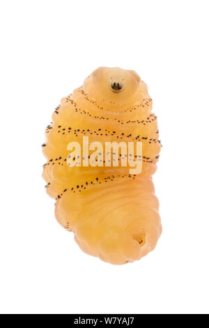 Human botfly (Dermatobia hominis), larva. Cayo District, Belize Meetyourneighbours.net project Stock Photo