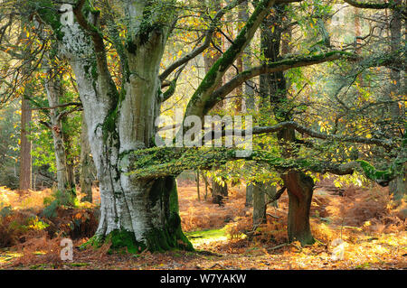 Mark Ash Wood, New Forest, Hampshire, UK, November. Stock Photo