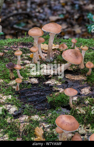 Honey fungus (Armillaria mellea) showing &#39;bootlace&#39; rhizomorphs. Sussex, UK, October. Stock Photo