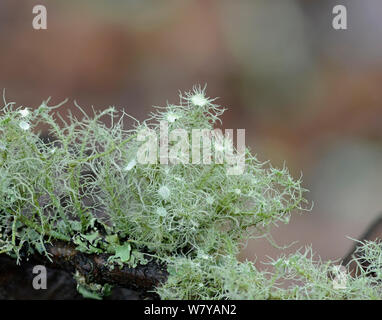Lichen (Usnea florida) Snowdonia, North Wales, October. Stock Photo